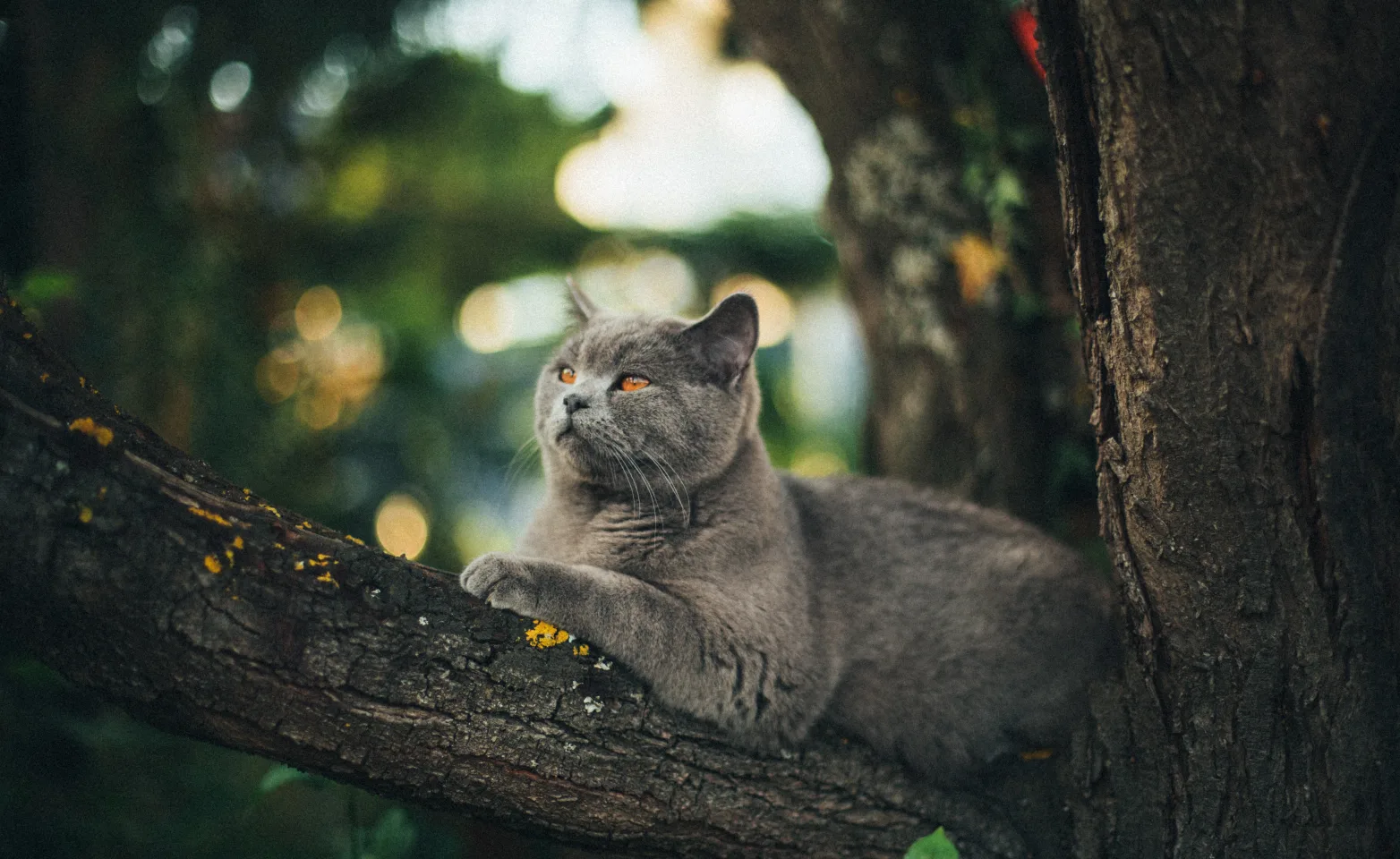 A gray cat sitting outside on a tree branch
